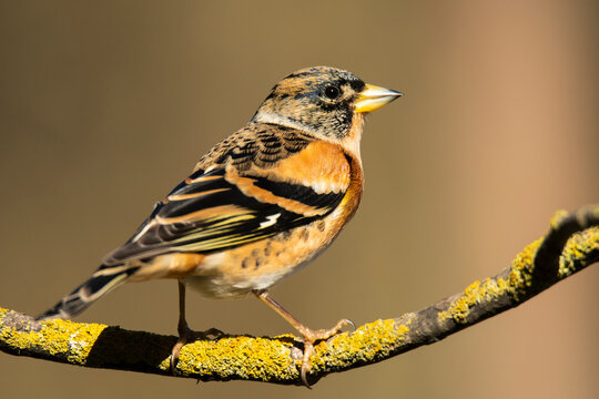 Cute spotty bird sitting on twig
