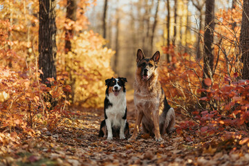Two dogs Australian and German shepherds sitting in the forest