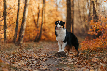 Autumn dog shepherd sheltie