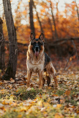 German shepherd dog in the autumn forest 