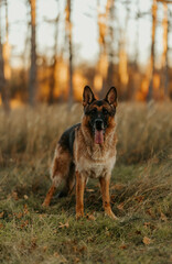 German shepherd standing on the grass forest dog walk 