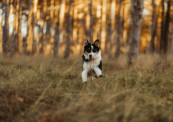 Naklejka na ściany i meble Australian shepherd running in forest happy dog