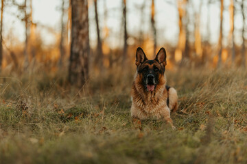 German shepherd on the grass dog portrait