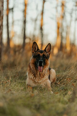 German shepherd on the grass dog portrait senior 