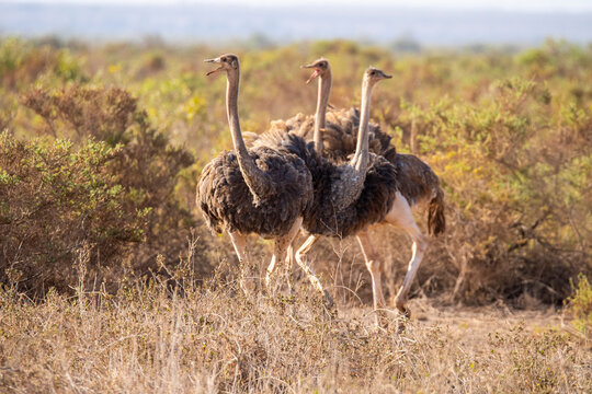 Common ostriches walking in savanna