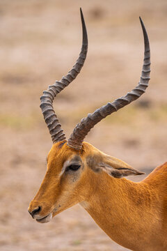 Impala with curvy horns in savanna