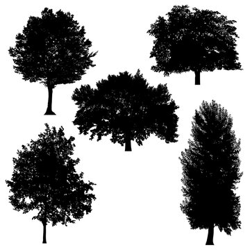 Set of silhouettes of trees on white background.