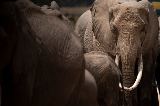 Herd of grazing African elephants