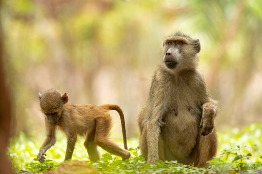 Monkey with infant on ground