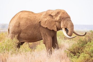 Wild elephant grazing in savanna
