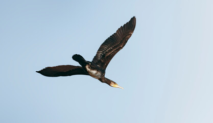 Parc de la Camargue, Cormoran en vol