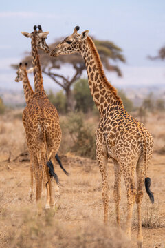 Masai giraffes walking in savanna