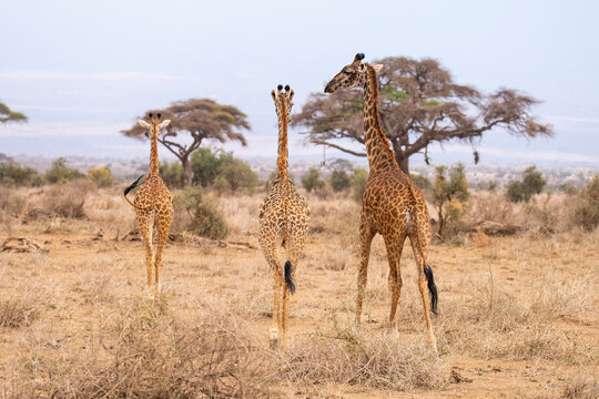 Masai giraffes walking in savanna