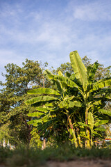 A low angle view through a blurred grass foreground to a banana and tree plantation.