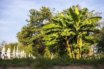 A low angle view through a blurred grass foreground to a banana and tree plantation.