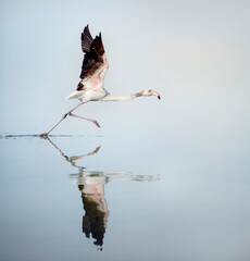 Parc de la Camargue, flamand rose prenant son envol 
