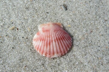 Beautiful pink seashell on sand background in Atlantic coast of North Florida