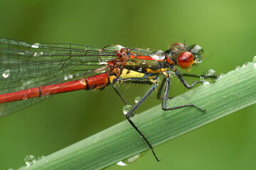 Closeup on a colorful large red damselfly, Phyrrosoma nymphula, covered with waterdrops sitting in...