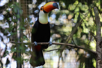 The toco toucan bird on the wood tree