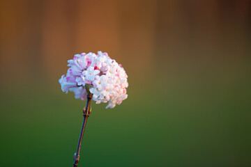 Close-up of a blooming guelder rose (viburnum x bodnantense) in the sun