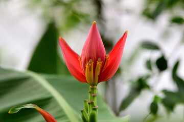 Banana Flower