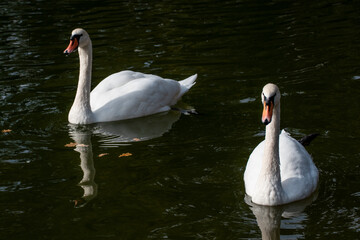 White swan couple, elegant waterbirds swimming on dark pond water with reflection and autumn leaves