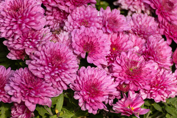 Pink tender chrysanths flowers blooming close-up. Chrysanthemums sunny autumn flowerbed