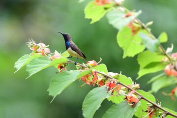 Male Olive - backed Sunbird