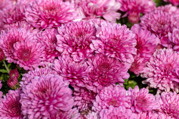 Obraz premium Pink vibrant chrysanths flowers blooming close-up. Chrysanthemums floral decoration with blur