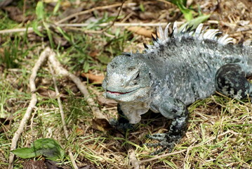 Utila spiny-tailed iguana (Ctenosaura bakeri) at a reserve on Utila, Honduras
