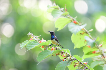 Male Olive - backed Sunbird