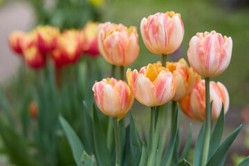 A group of striped varietal tulips in the garden. Foxy Foxtrot