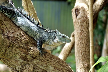 Utila spiny-tailed iguana (Ctenosaura bakeri) at a reserve on Utila, Honduras