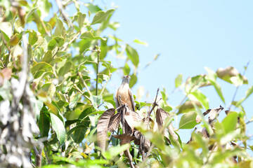Male Plaintive cuckoo
