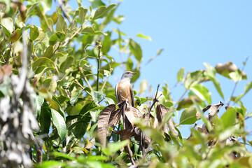 Male Plaintive cuckoo