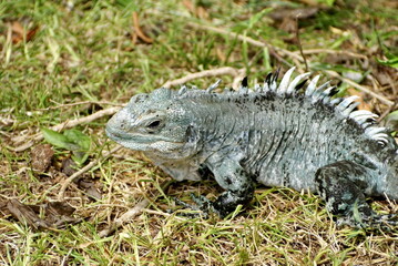 Utila spiny-tailed iguana (Ctenosaura bakeri) at a reserve on Utila, Honduras