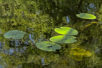 Fototapeta premium Leaves of a water lilly in the pond