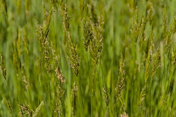 Nature background of green flowering wild grass in a field, selective focus - Poaceae 