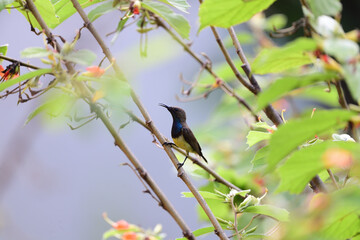 Male Olive - backed Sunbird