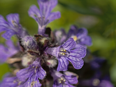 Purple bugleweed flowers, closeup - Ajuga reptans