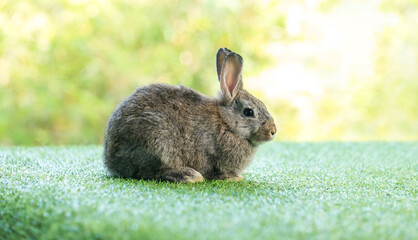 Adorable and cute new born rabbit. baby cute rabbit or new born adorable bunny. Easter Bunny.
