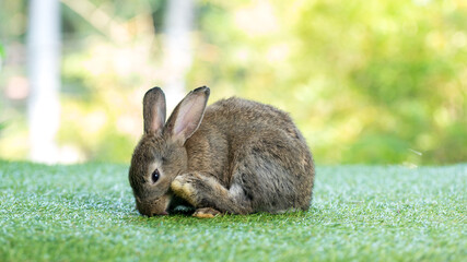 Adorable and cute new born rabbit. baby cute rabbit or new born adorable bunny. Easter Bunny.