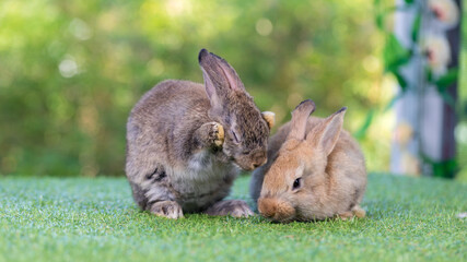 Adorable and cute new born rabbit. baby cute rabbit or new born adorable bunny. Easter Bunny.