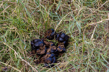 Pile of fresh horse shit on small green grass. Horse manure on the countryside