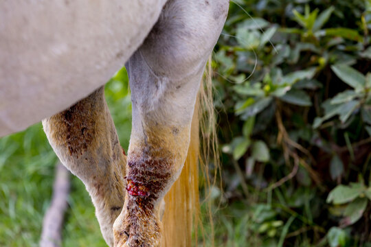 Injured horses leg. injured horse leg close up shot, amazing animals, wound care