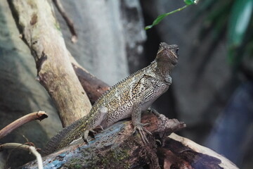Horned lizard