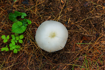 beautiful mushroom in the grass