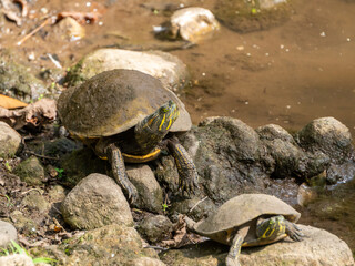 tortugas tomando descanso