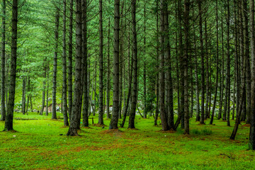 Fototapeta na wymiar Landscape of Cedar Trees in the forest