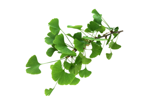 Bright green fresh ginkgo leaves branch isolated object, medicinal organic plant close-up, clipping path cutout object, eco-friendly environment concept